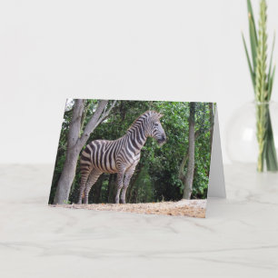 Zebra (1337) - Cartão Saudável
