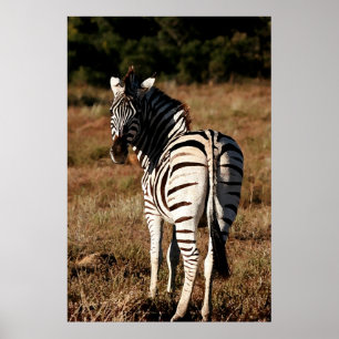 Zebra atrás do poster da pintura