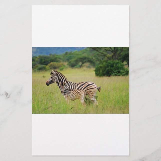 Zebra, bebê e mãe (Frente)