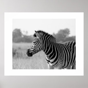 Zebra Black & White Impressão Poster