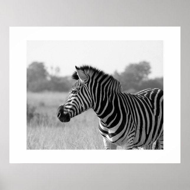 Zebra Black & White Impressão Poster (Frente)