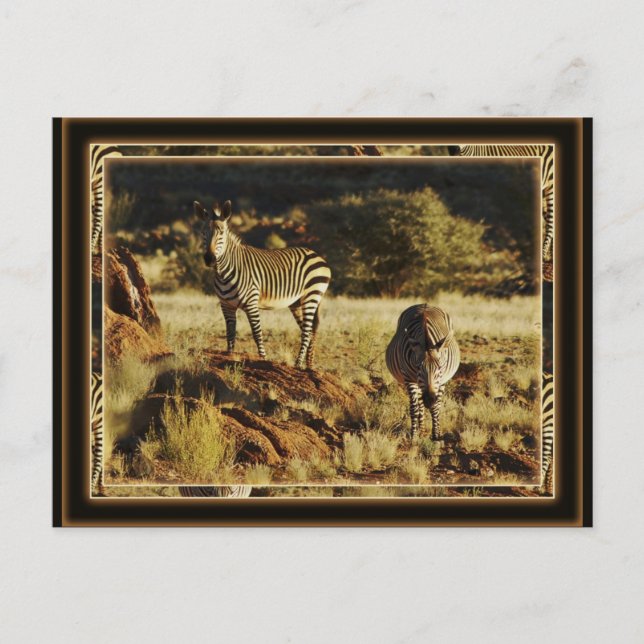 Zebra, cartões postais de safari da vida selvagem  (Frente)