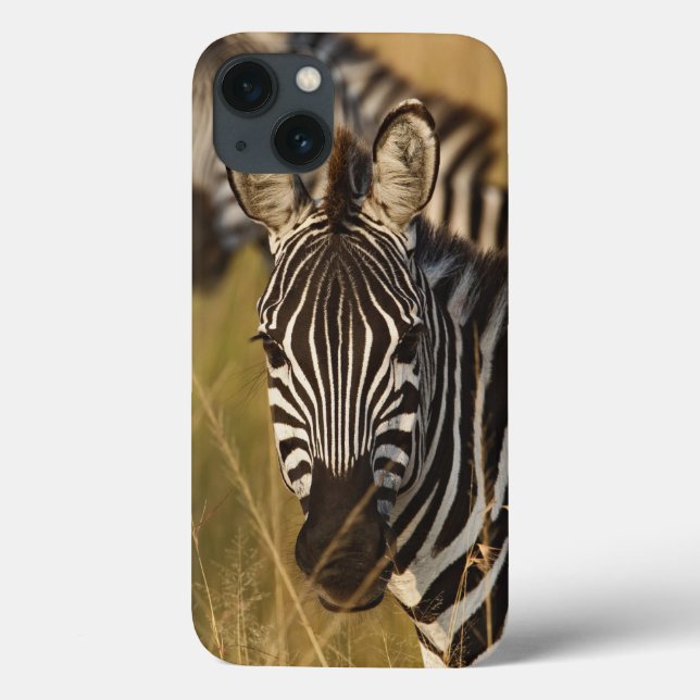 Zebra de Burchell no capim alto de verão, Masai (Verso)