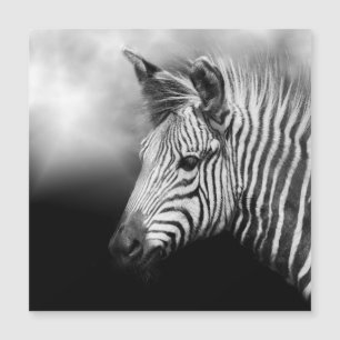 Zebra Foal