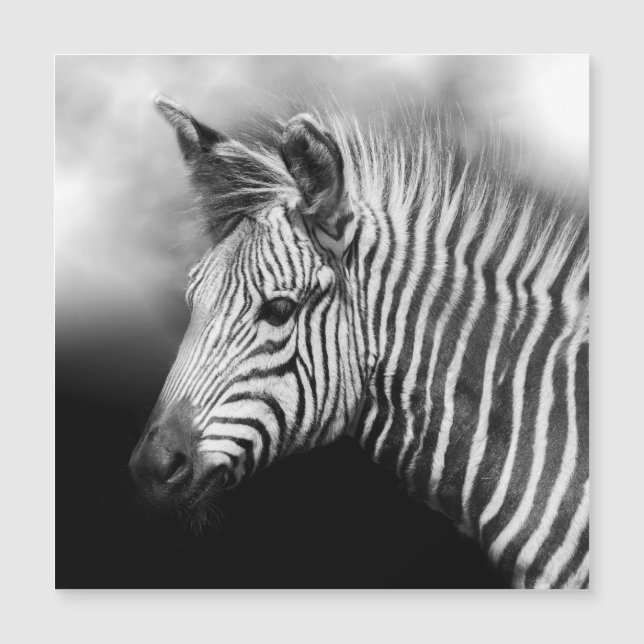 Zebra Foal (Frente)