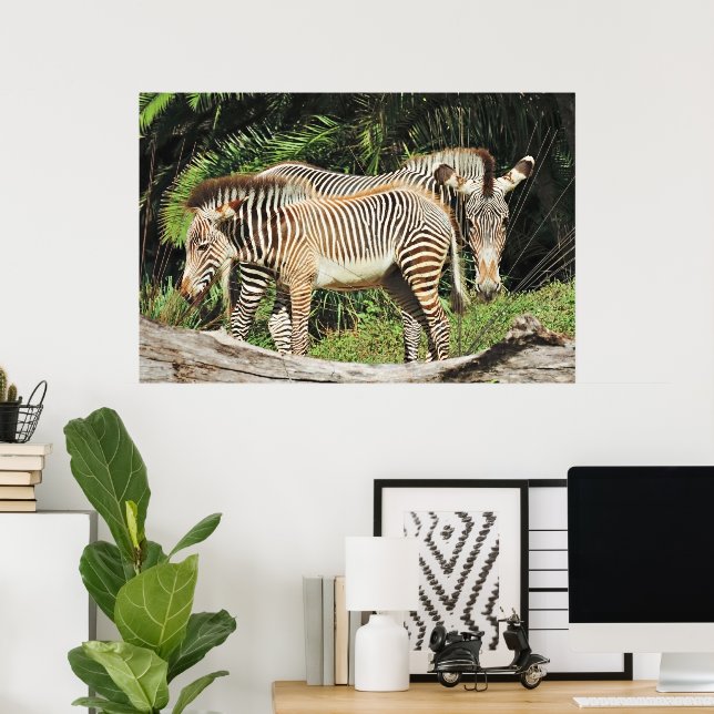 Zebra Mom & Foal 36 x 24 Photo Poster (Escritório em casa)