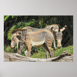 Zebra Mom & Foal 36 x 24 Photo Poster