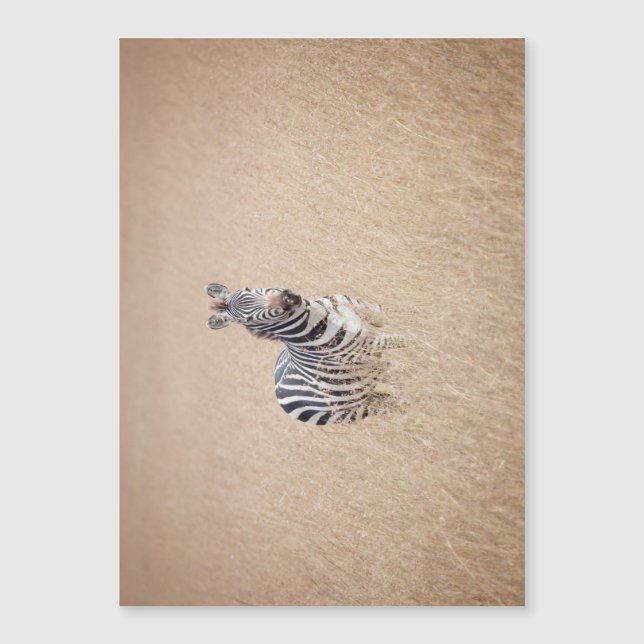 Zebra na grama alta (Frente)