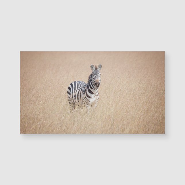 Zebra na grama alta (Frente)