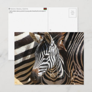 Zebra no Masai Mara, Quênia Cartão Postal de Viage