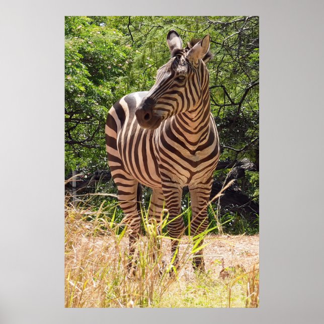 Zebra Poster (Frente)