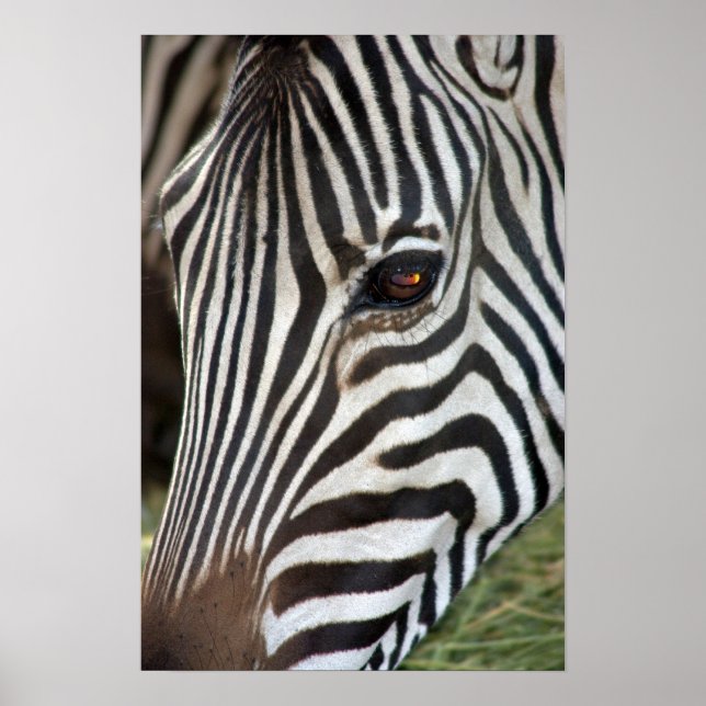 Zebra Poster de Chapman (Frente)