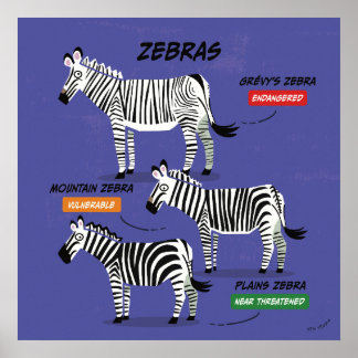 Zebra Species Art Poster v2