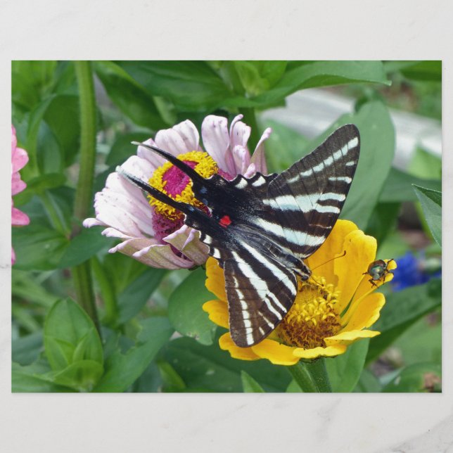 Zebra Swallowtail+Besouro Japonês (Frente)
