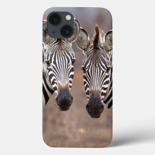 Zebras-comuns, Parque Nacional Kruger (Verso)