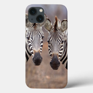 Zebras-comuns, Parque Nacional Kruger