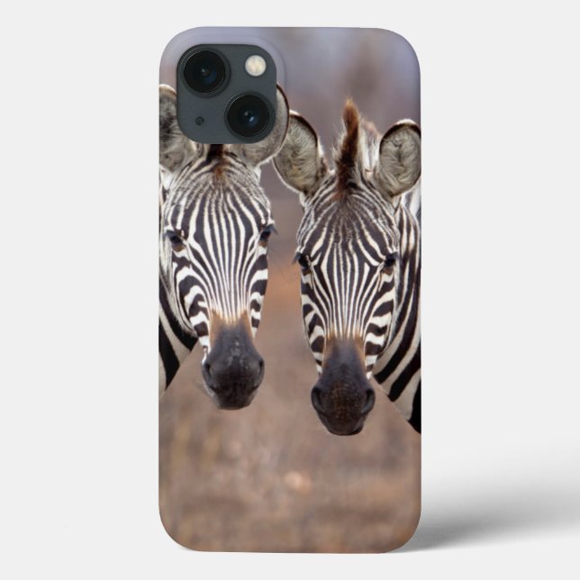 Zebras-comuns, Parque Nacional Kruger (Verso)