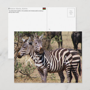 Zebras em Masai Mara, Quênia - Cartão Postal de Vi