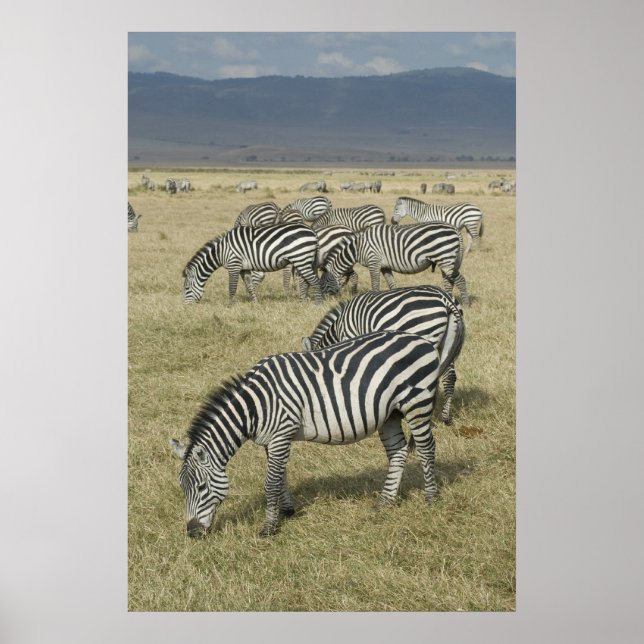 Zebras na Tanzânia Poster (Frente)