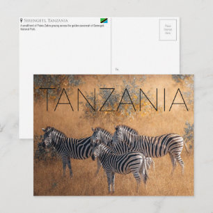 Zebras no Serengeti, Tanzânia Cartão Postal de Via