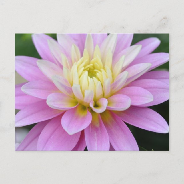 Zen Flower- Cartão postal Dahlia (Frente)