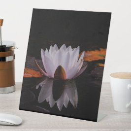 Zen White Lotus Flower