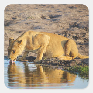 Zimbábue Lioness Safari sobre os adesivos