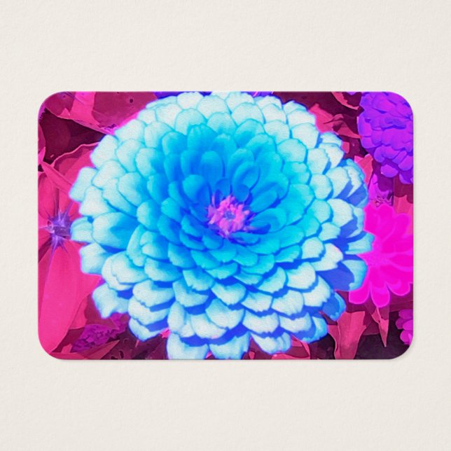 Zinnia Azul bonito no Jardim de Verão Roxo (Frente)