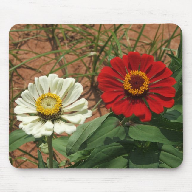Zinnia branca e Mousepad Zinnia vermelha (Frente)