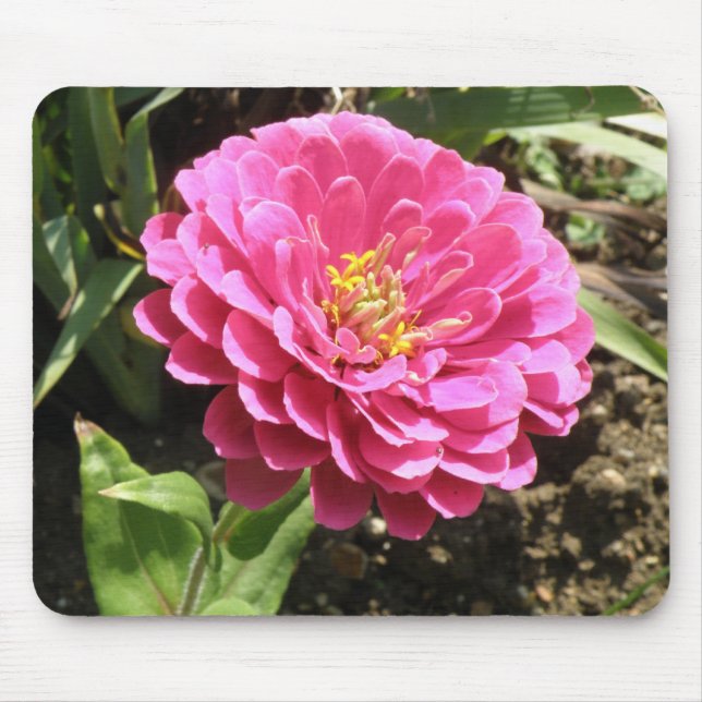Zinnia Mousepad Rosa (Frente)
