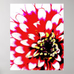 Zinnia Pop Art Poster<br><div class="desc">Belo poster de arte digital fotográfica que você vai adorar em sua casa! Este poster apresenta um nódulo zinino em vermelho,  cor-de-rosa,  branco,  preto e amarelo no estilo brilhante de pop art.Arte digital a partir da fotografia original do artista.Escolha o seu tamanho e tipo de papel favoritos! www.kdstewart.net</div>