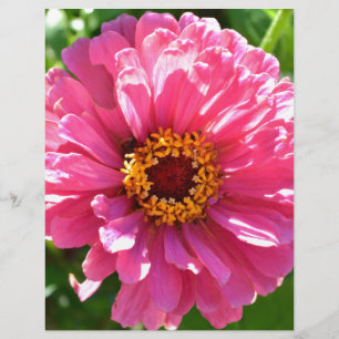Zinnia Rosa