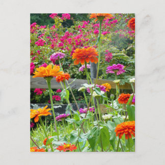 "Zinnias 1." Cartão Postal