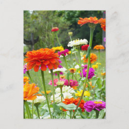 Zinnias 2. Cartão Postal