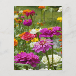 "Zinnias 3." Cartão postal