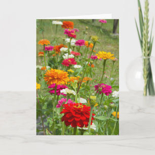 "Zinnias 4." Cartão