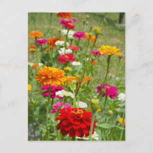 Zinnias 4. Cartão Postal