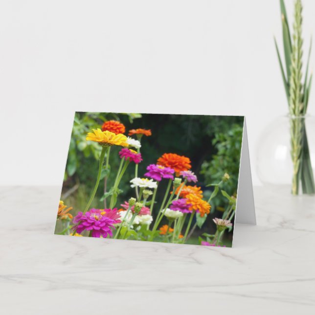 Zinnias 5. Cartão (Frente)