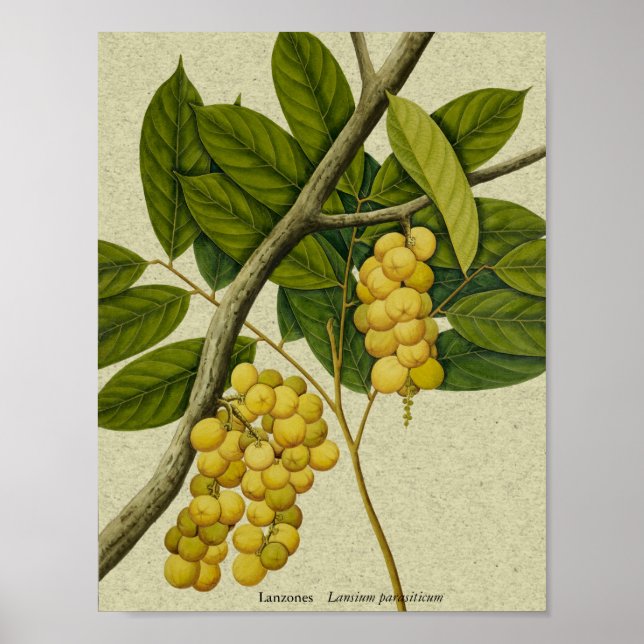 Zona impressão botânica (Frente)