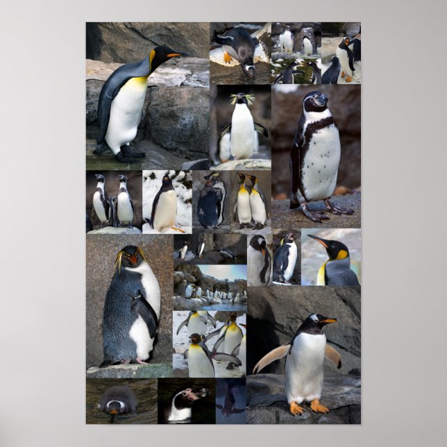 Zoo Penguins Collage Photo Poster (Frente)