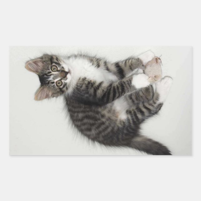 Zorro e seus adesivos do mouse (Frente)