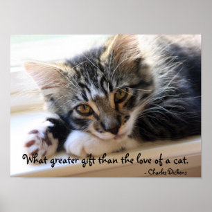 Zorro Kitten Na Poster Da Janela