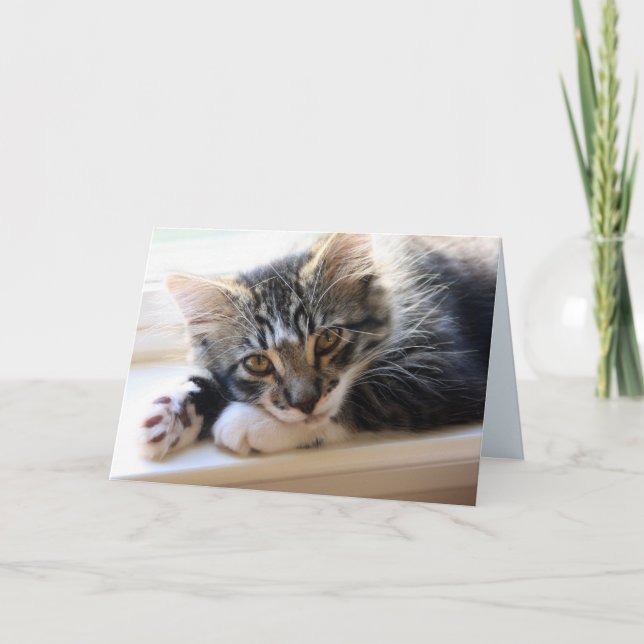 Zorro Por Cartão De Aniversário Da Janela (Frente)