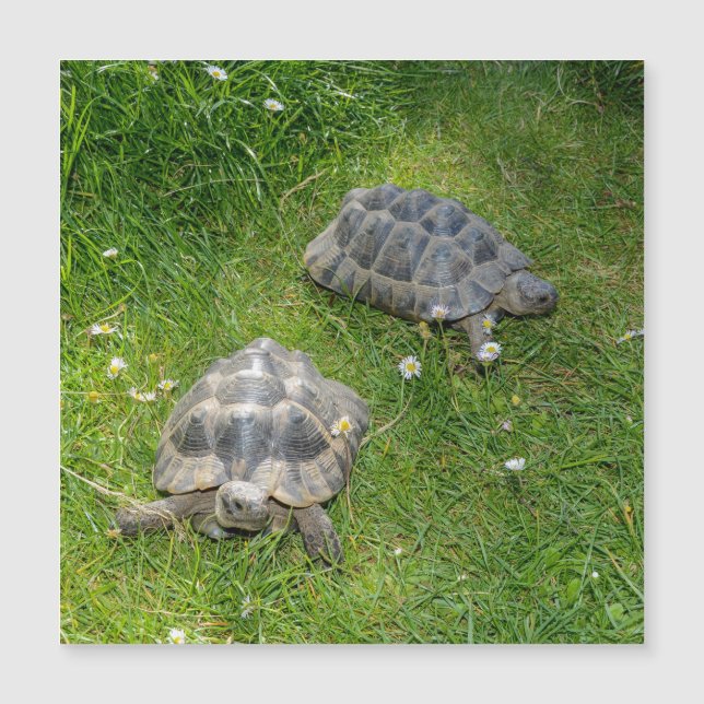 Zwei Schildkröten em grünem Gras (Frente)